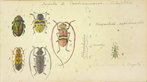 Insectos de Cundinamarca- Coleópteros